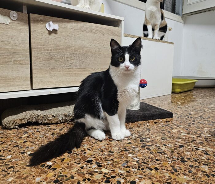 20251125_001241_033054