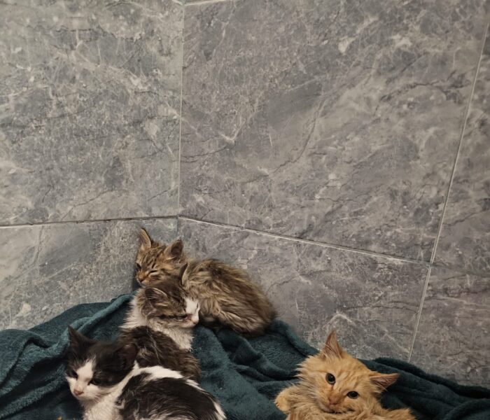 20251204_210735_032333