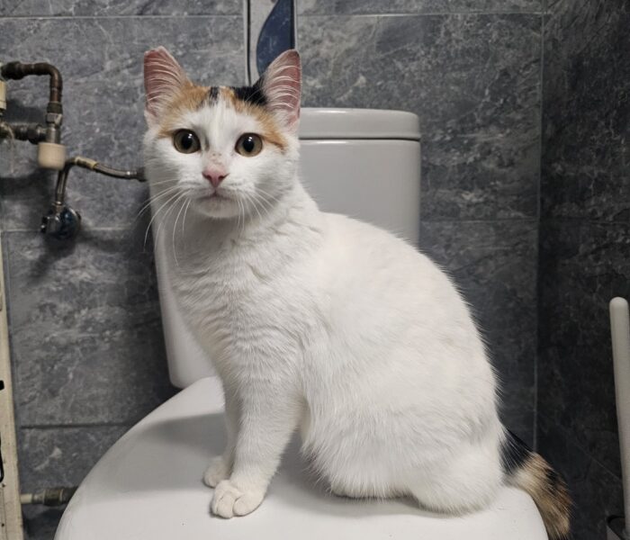 20251228_230450_032031