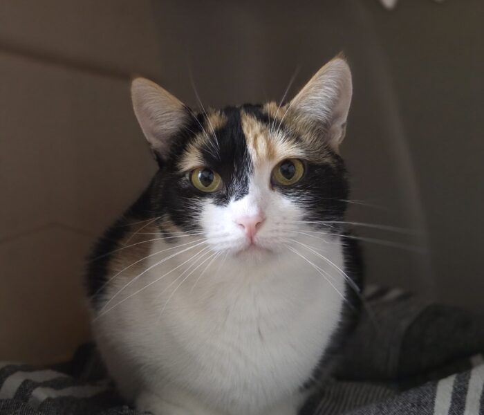 IMG-20251218-WA0115_030247