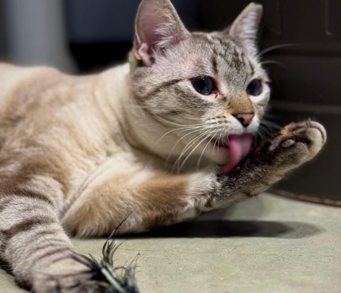 IMG-20260126-WA0136_030655